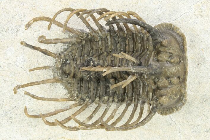 Spiny Koneprusia Trilobite - Ofaten, Morocco #268855